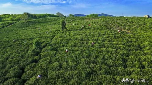 视觉江苏丨镇江高资 春来水台茶飘香