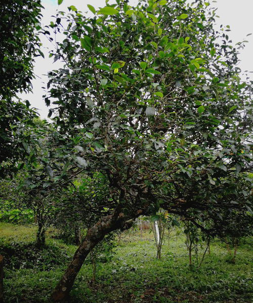 亮基集团寻茶记5 有一种好茶叫冰岛古树茶