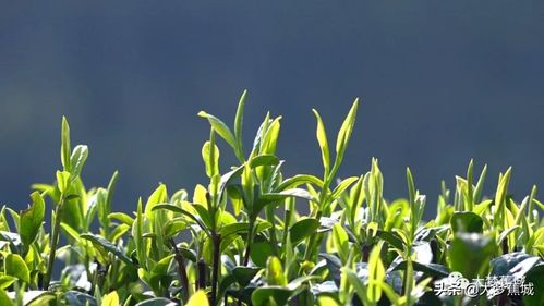 一芽知春,且饮新茶 在这里,蕉城茶人奏响最强音