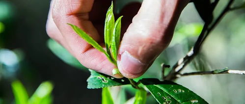 茶友们所说的栽培型 野生型古茶树该如何区分
