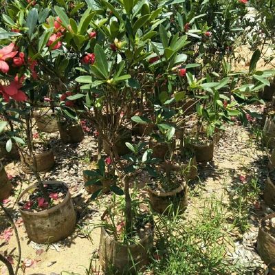 湘林210茶树苗 油茶苗