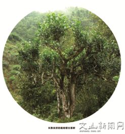 文山茶叶 出版发行