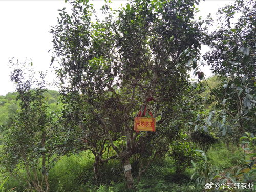 荣升茶厂生茶产地揭秘 探寻普洱茶原乡的神秘面纱