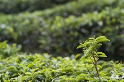 茶树的种植,我们就要先了解它根系的生长发育规律