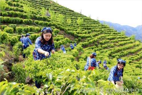 信宜大成塘坳43棵古茶树年收益近30万