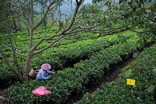 见过活的茶叶人工驯化史吗 从3万棵古茶树群落,到全国当下最大的雨林认证茶园