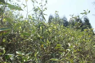人人都说 野茶 好,是玄学还是真理