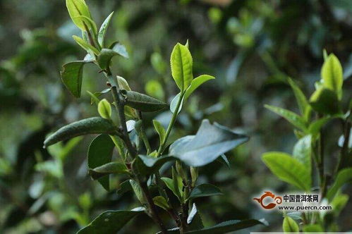 大叶种普洱茶在4个茶区不同的口感表现