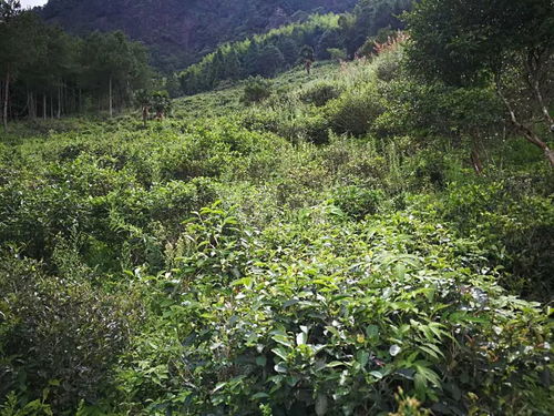 喝茶,真的是适口为珍