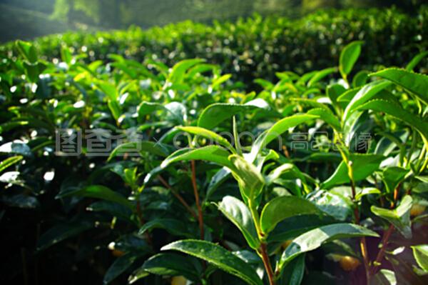 在山上种茶树