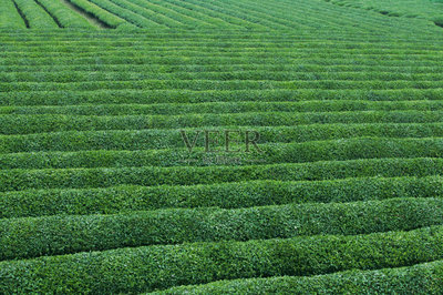 茶树,中国茶,茶叶,水平画幅,户外