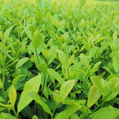 [茶树苗批发]福建宁德福安市茶树苗 0.33元/棵郁金香茶树苗 _ 一亩田