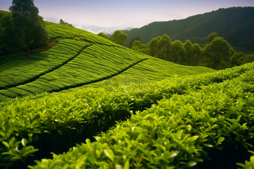 种植的农业茶树