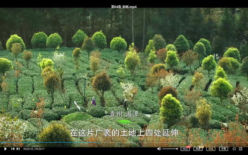 茶树