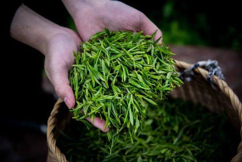 植树节 聊聊神奇的 林茶共生 ,和树木对茶的奇妙作用