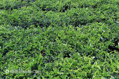 斯里兰卡种植园绿茶灌丛