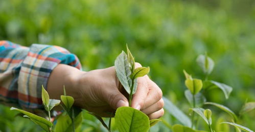 农民种植茶树,选种选地加管理,掌握这3点技巧高产优质增收不难