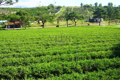 越南,种植园,茶树,饮料,农业