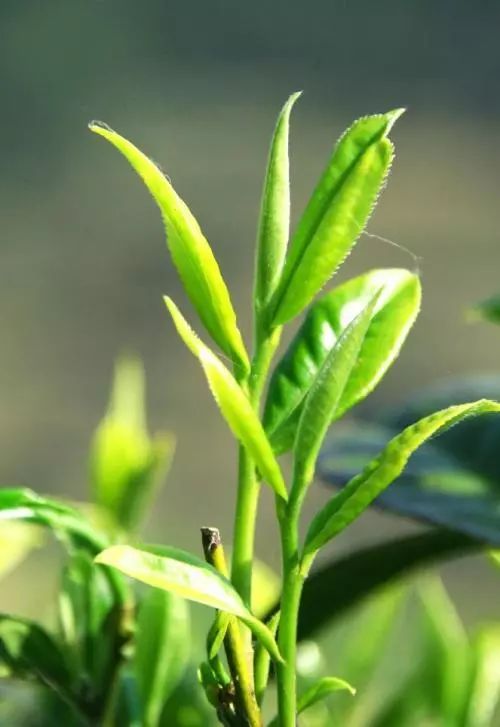 健康生活 饮茶 十不宜