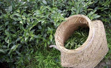 茶叶种植方法,你了解多少?