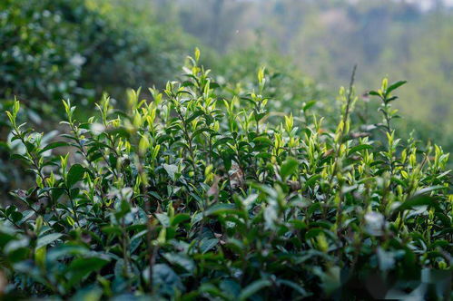 贵州久安 煤山变茶山 绿了山岭富了山村 高清组图