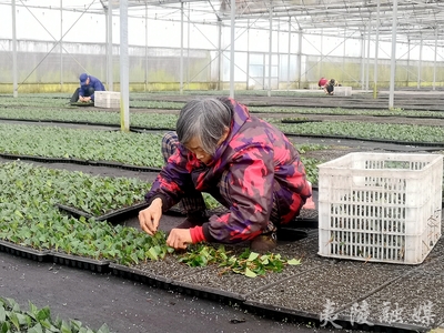 太平溪:冬闲人不闲 茶叶育苗忙