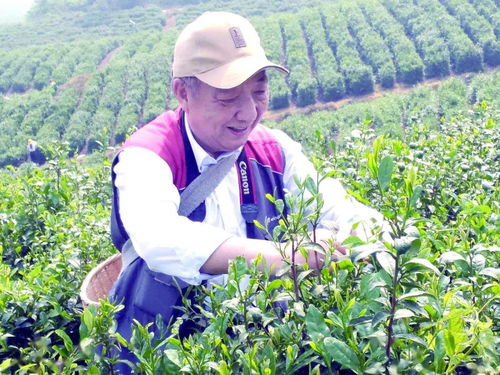 600年前,刘伯温种下茶树长什么样 他们去看了,更体会了采茶的快乐