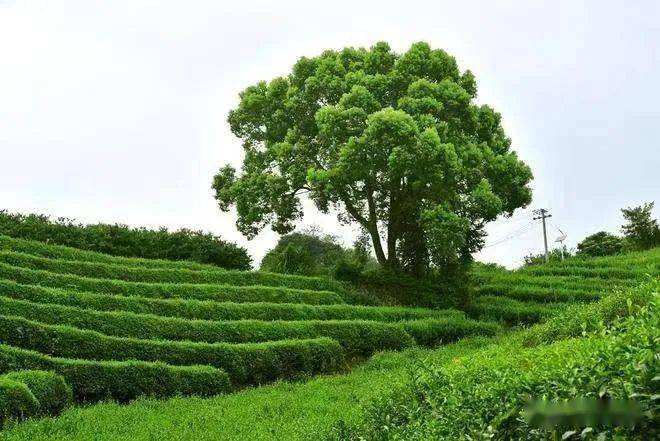云南野生古树红茶,一口"凤庆甜香",还原经典滇红味_茶树.