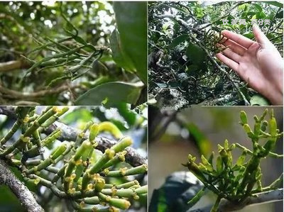 云南普洱茶当地文化-云南普洱茶当地文化特色
