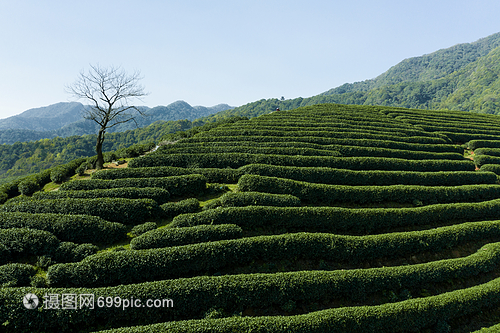 航拍浙江龙坞镇龙坞茶园的茶树