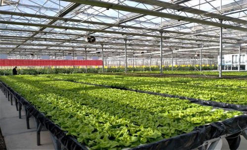 宁夏 人工光植物工厂节能及高效栽培技术研究与示范 项目通过验收
