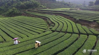 茶