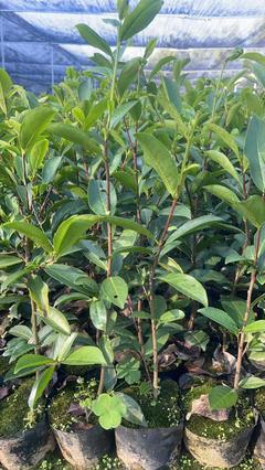 [福鼎大白茶苗批发]广东潮州饶平县茶树苗 1.00元/棵广东省凤 _ 一亩田