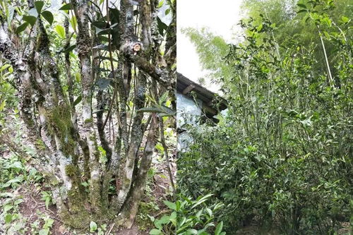 荐茶 欲懂红茶,从正山小种开始
