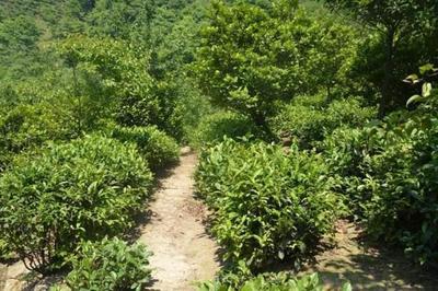 【承艺】:突然的强降雨,会影响茶叶的质量?