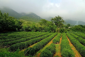 泰山女儿茶茶园种植基地