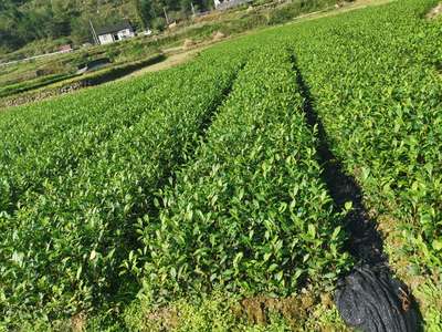 [茶树高度20厘米茶树 0.40元/株 若干株 苗木通